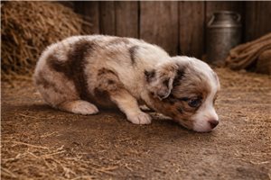 Freddie - puppy for sale