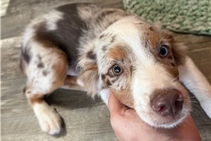 Ferris - Miniature Australian Shepherd for sale