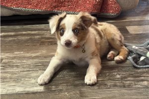 Flora - Miniature Australian Shepherd for sale