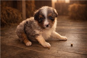 Foster - puppy for sale