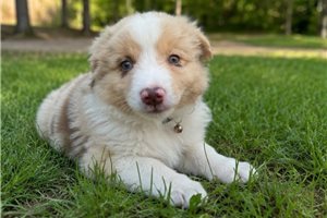 Gordan - Miniature Australian Shepherd for sale