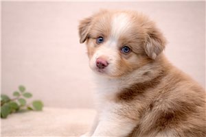 Gordan - puppy for sale