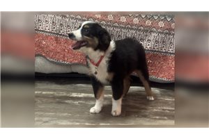 Fletcher - Miniature Australian Shepherd for sale