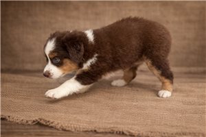 Felicity - Miniature Australian Shepherd for sale
