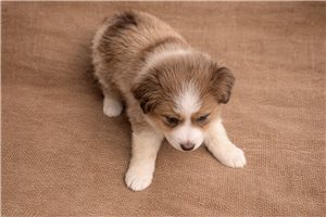 Fallon - Miniature Australian Shepherd for sale