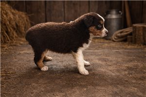 Felicity - Miniature Australian Shepherd for sale