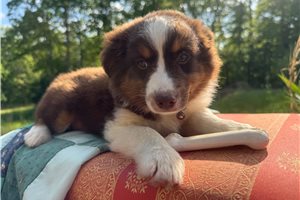 Fairy - Miniature Australian Shepherd for sale