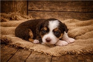 Felicity - Miniature Australian Shepherd for sale