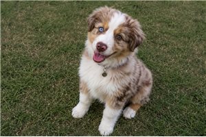 Gunther - Miniature Australian Shepherd for sale