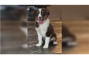 Fairy - Miniature Australian Shepherd for sale