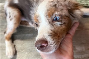 Ferris - Miniature Australian Shepherd for sale