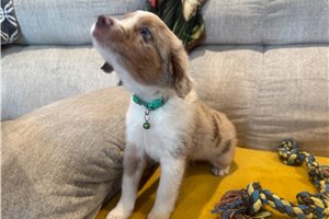 Ferris - Miniature Australian Shepherd for sale