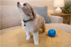 Gunther - Miniature Australian Shepherd for sale