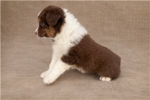Fairy - Miniature Australian Shepherd for sale