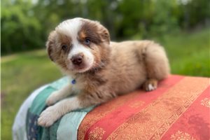 Gabriel - Miniature Australian Shepherd for sale