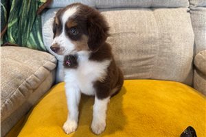Felicity - Miniature Australian Shepherd for sale