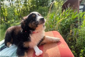 Fletcher - Miniature Australian Shepherd for sale