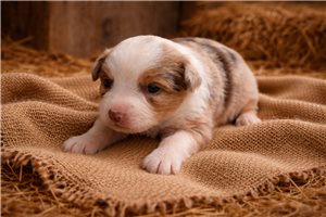 Fallon - Miniature Australian Shepherd for sale