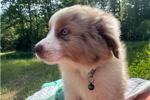 Gunther - Miniature Australian Shepherd for sale