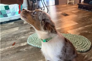 Ferris - puppy for sale
