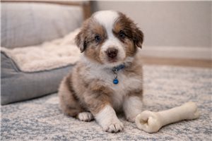 Gabriel - Miniature Australian Shepherd for sale