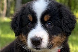 Fletcher - Miniature Australian Shepherd for sale
