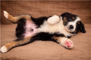 Fletcher - Miniature Australian Shepherd for sale