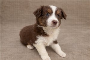 Fairy - Miniature Australian Shepherd for sale