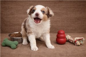 Flora - Miniature Australian Shepherd for sale