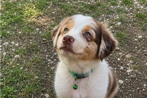 Ferris - Miniature Australian Shepherd for sale
