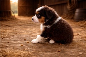 Fairy - Miniature Australian Shepherd for sale