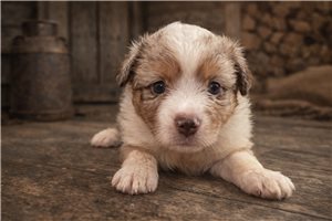 Farrah - puppy for sale