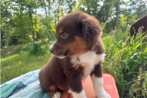 Gideon - Miniature Australian Shepherd for sale
