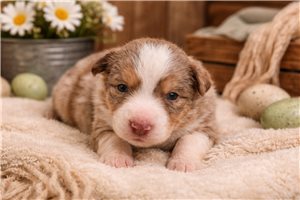 Fuller - Miniature Australian Shepherd for sale