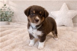 Gideon - puppy for sale