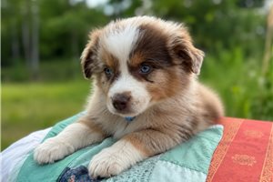 Gabriel - Miniature Australian Shepherd for sale
