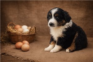 Fletcher - puppy for sale