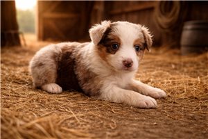 Freddie - Miniature Australian Shepherd for sale