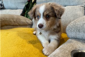 Frankie - Miniature Australian Shepherd for sale