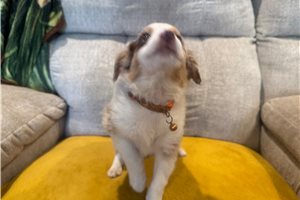 Flora - Miniature Australian Shepherd for sale
