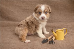 Frankie - puppy for sale