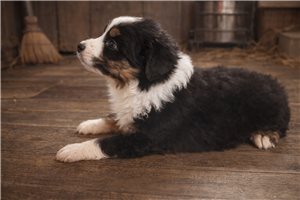 Fletcher - Miniature Australian Shepherd for sale