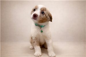 Ferris - Miniature Australian Shepherd for sale