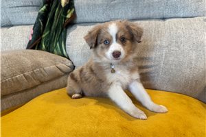 Frankie - Miniature Australian Shepherd for sale