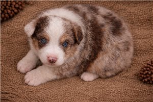 Farrah - Miniature Australian Shepherd for sale