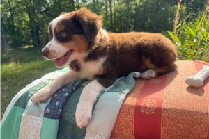 Felicity - puppy for sale
