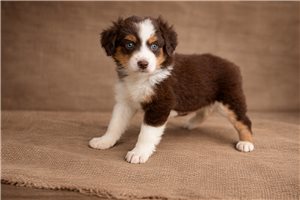 Felicity - Miniature Australian Shepherd for sale