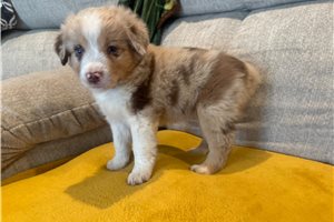 Gordan - Miniature Australian Shepherd for sale