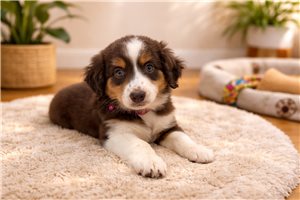 Felicity - puppy for sale