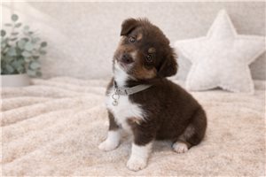 Gideon - Miniature Australian Shepherd for sale